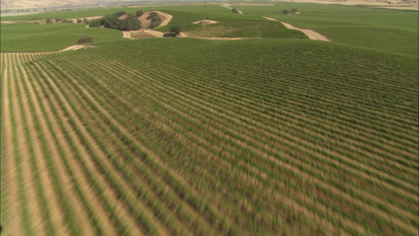Helicopter low level aerial of Monterey County vineyards, California.