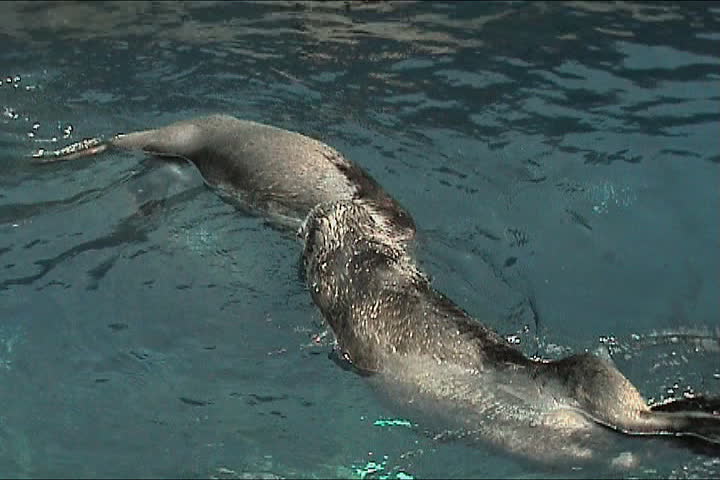 Couple of otters playing in the water
