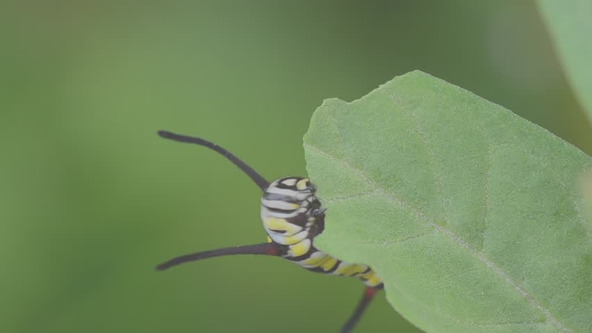 Caterpillars eat leaves