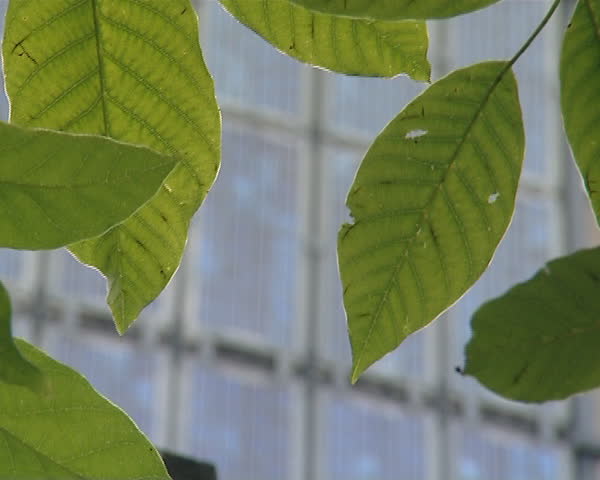 Green solar energy. Tree leaves closeup and solar collectors. 
