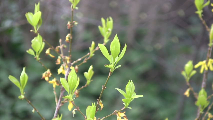 Closeup of small yellow spring flowers and sprouting leaves.