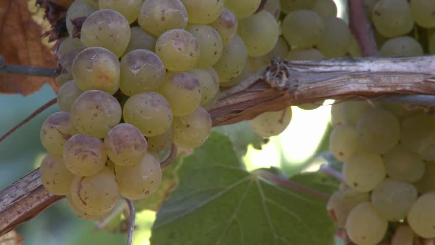 Close up of wine grapes in a Salinas Valley vineyard, Monterey County, California.