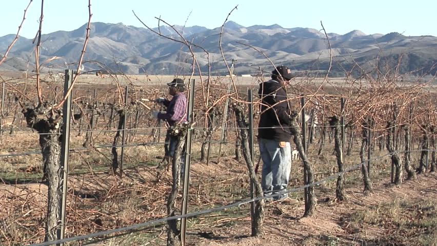 Pan across field workers pruning dormant grape vines in a California vineyard.