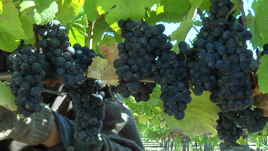 CALIFORNIA - CIRCA 2009: Handpicking wine grapes during harvest circa 2009 in California.