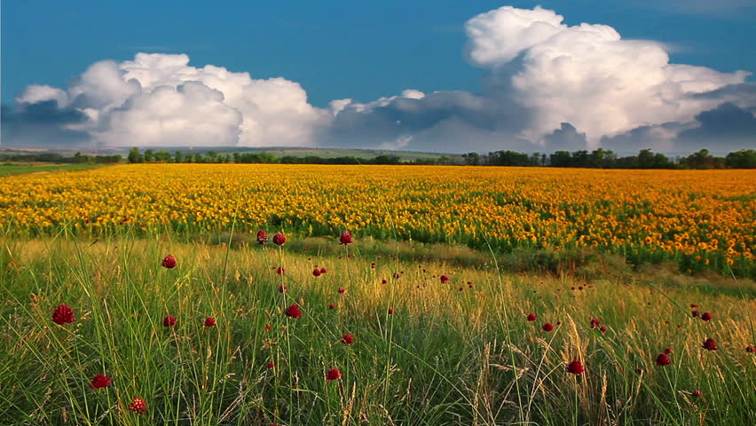 summer landscape - field of sunflowers on a background cloudy sky