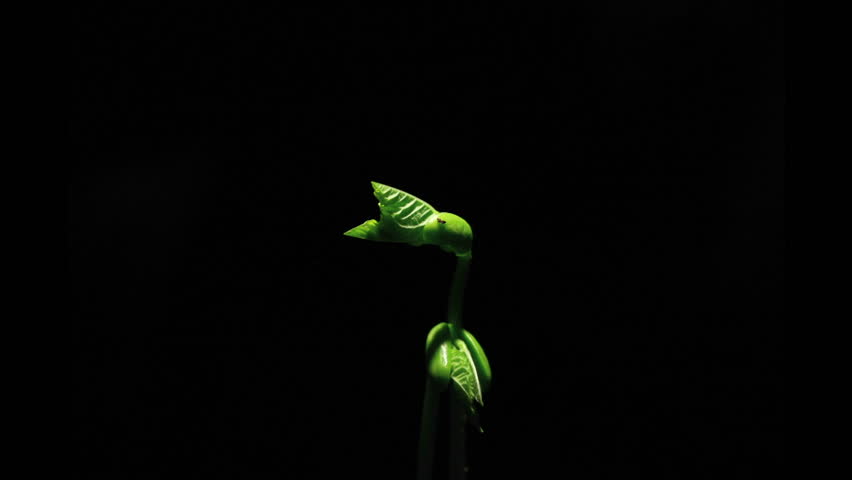 Plant seeds grow into life.