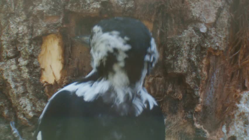 woodpecker