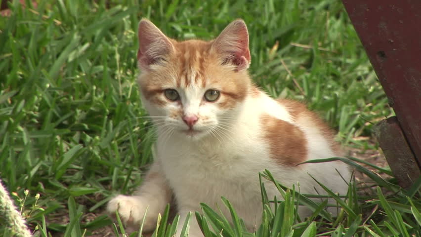 kitten relaxing and watching the world around him