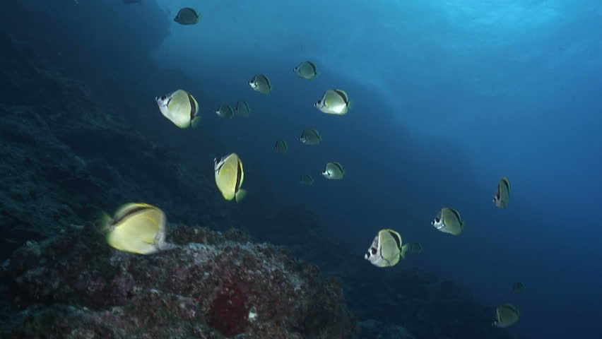 A school of Barberfish