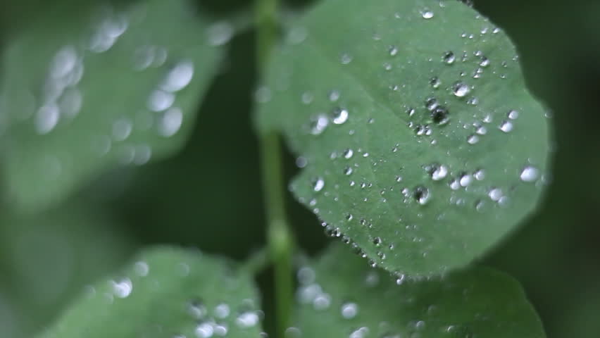 Drops of water are condensed on the leaves of a plant.