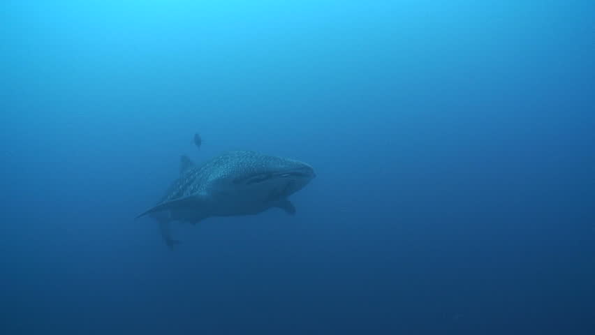 Whaleshark