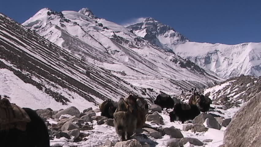 Yaks with walking with Everest in the background