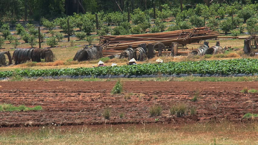 Vietnamese farmers in Australia