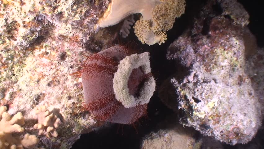 Collector urgin at night dive in Egypt