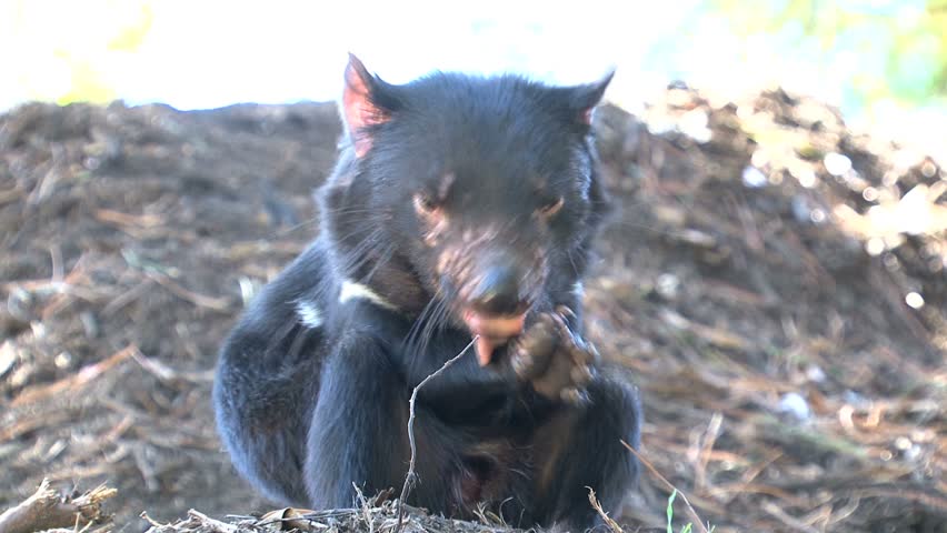 Tasmanian Devil in wildlife park.



* use this footage only for information items about the Tasmanian devil or to promote the Tasmanian Devil park in Tasmania