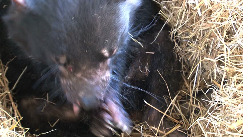 Tasmanian Devil in wildlife park.



* use this footage only for information items about the Tasmanian devil or to promote the Tasmanian Devil park in Tasmania