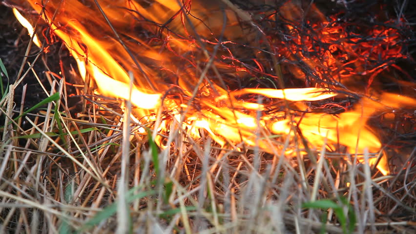 dry straw burning. Close up