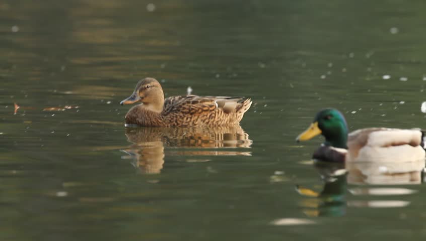 Mallards Floating On Water On A Late Autumn Afternoon