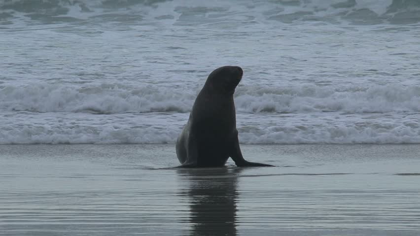 seals on the beach