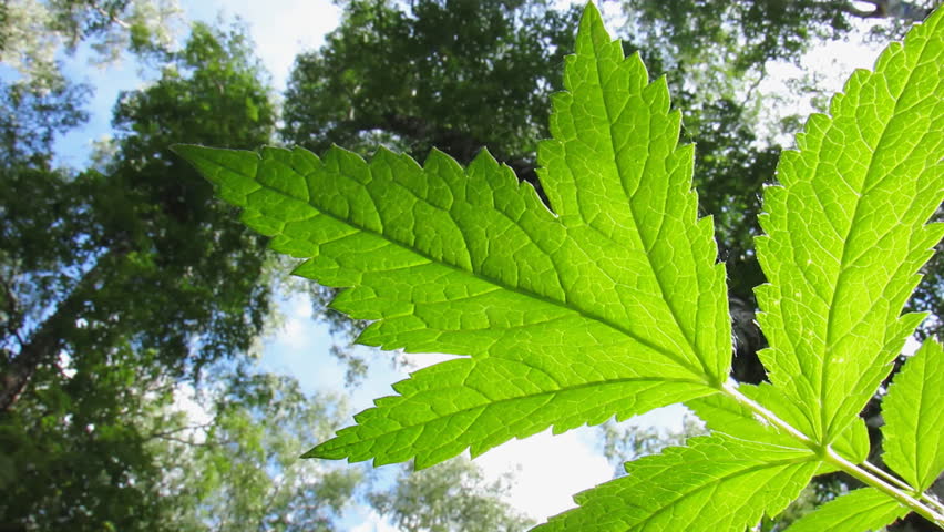 Low angle view of green leaves in the woods.