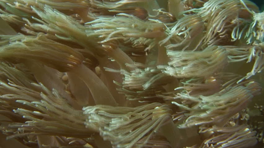 Coral feeding