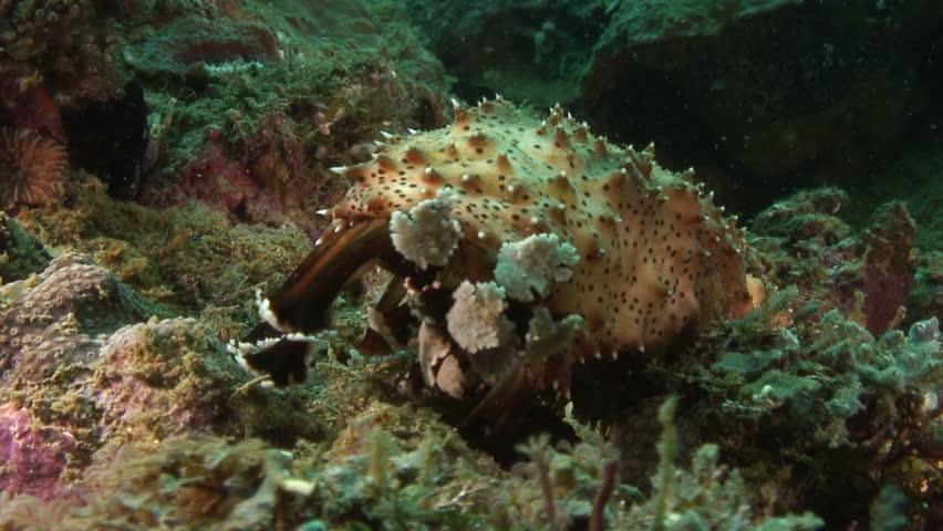 Sea Cucumber