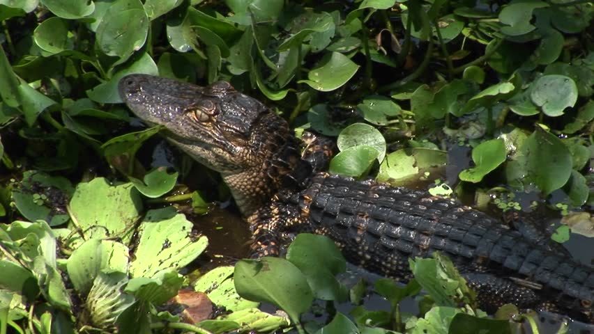 A baby alligator moves across a Florida Everglades swamp