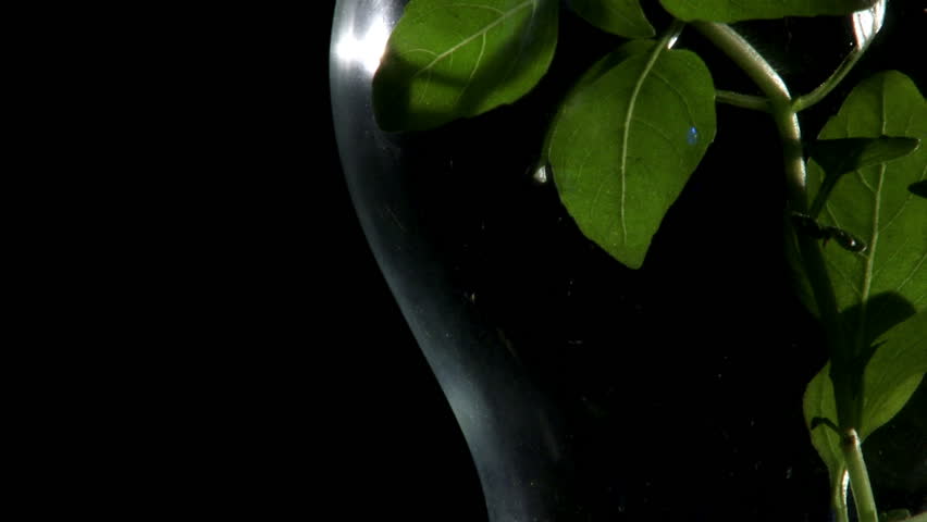 Plant in light bulb, zoom. Black background. Ecology concept.