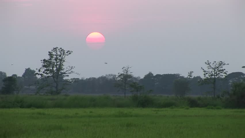 A sunset over a rice paddy field in Myanmar
