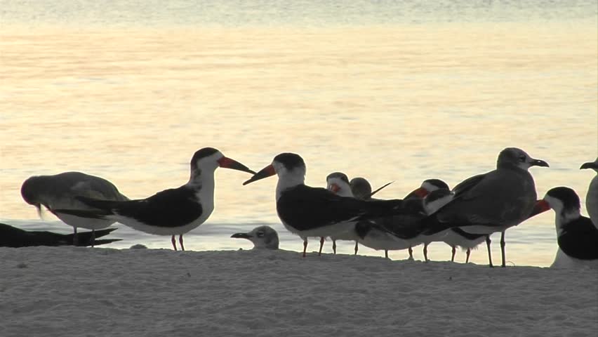 Terns sit in silhouette on a Florida beach