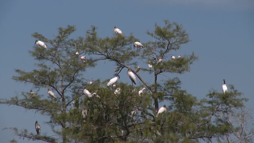 A group of egrets and herons rest in a cypress tree in the Florida Everglades