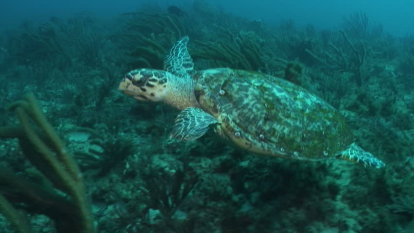 Hawksbill