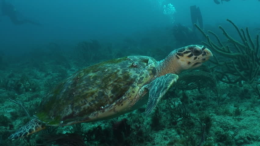Hawksbill