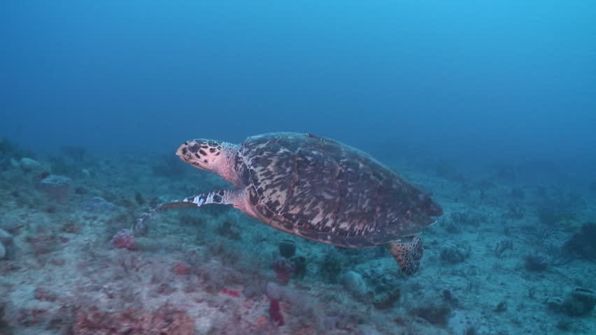Hawksbill