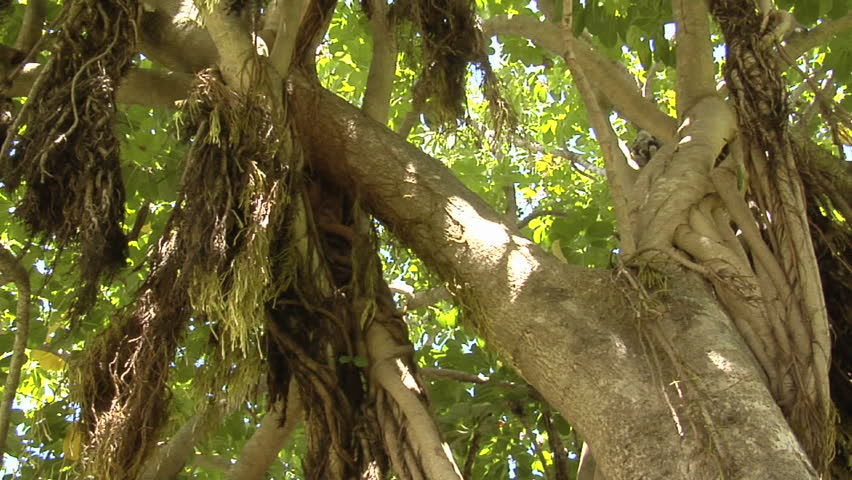 Slow pan across the canopy of a huge mangrove tree