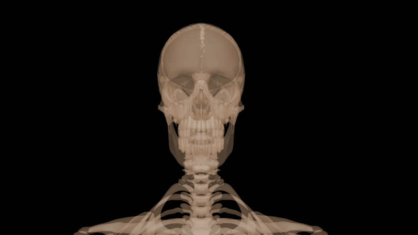 3D X-ray of head, body, spine, and skull