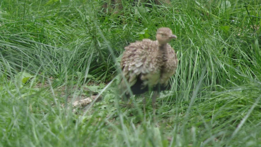 Baby Peacock.