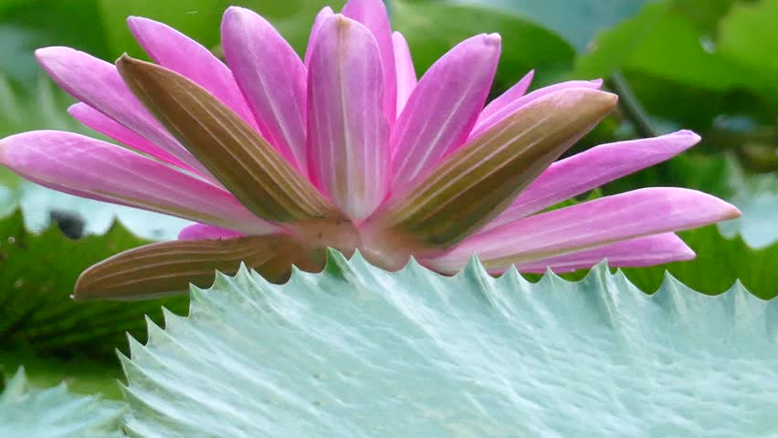 Close Up Pink Color Fresh Lotus Blossom Or Water Lily Flower Close Up Pink Color Fresh Lotus Blossom Or Water Lily Flower Blooming On Pond Background Nymphaeaceae Stock Footage Video 16097554 Shutterstock