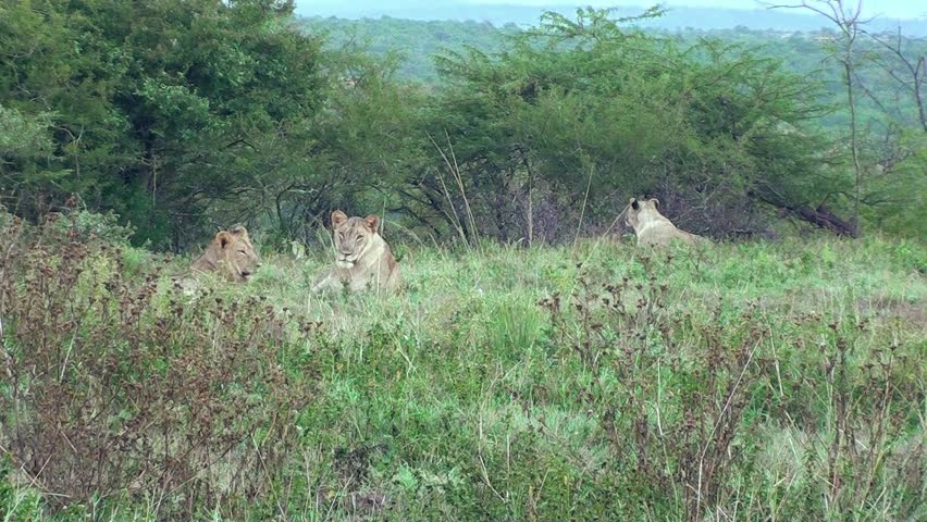 Lion choir