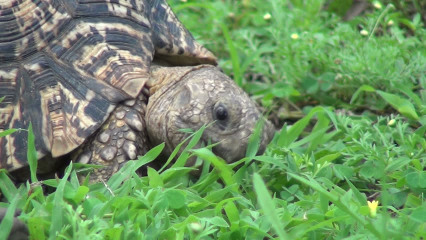 tortoise eating grass