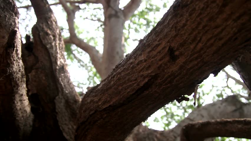 ancient roots of a tree