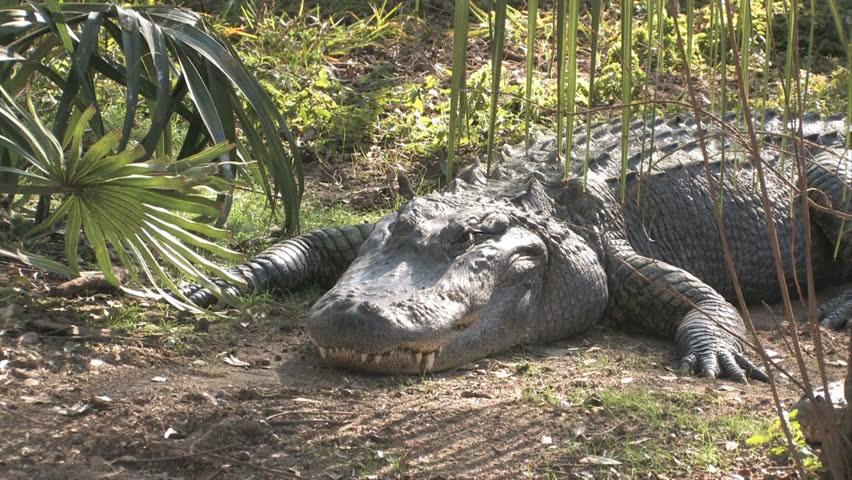 Alligator laying in a jungle near a palm tree and pond. Tropical setting. Teeth.