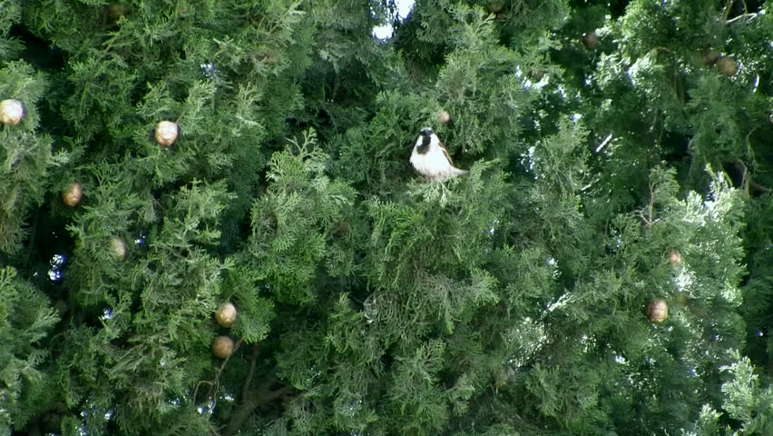 wild sparrow standing at the Cypress wing