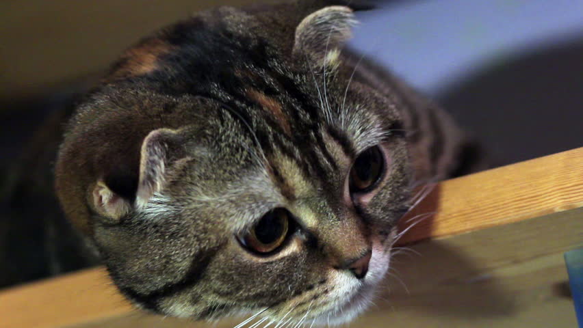 Cat is twisting one's head round