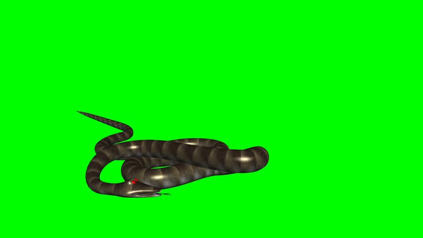 Snake attack