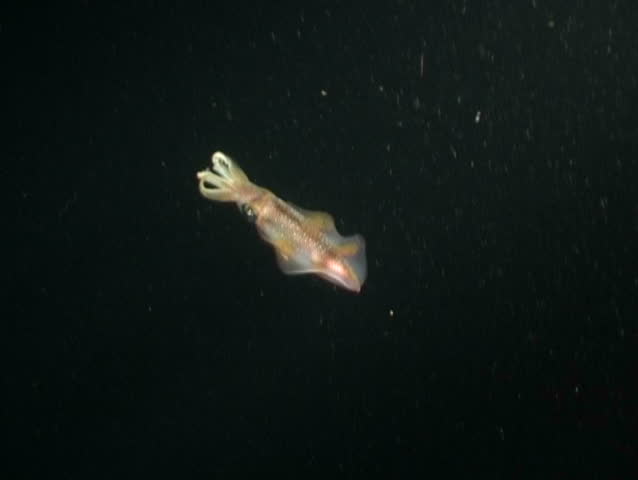 squid underwater diving video