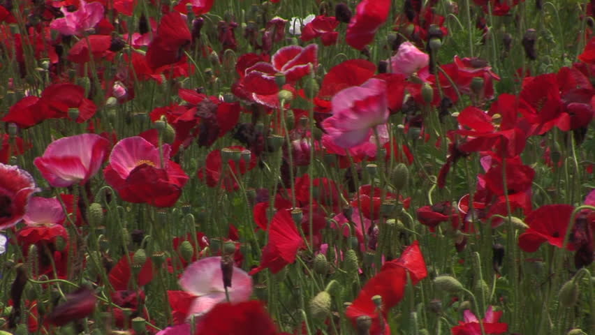 Poppy flower field