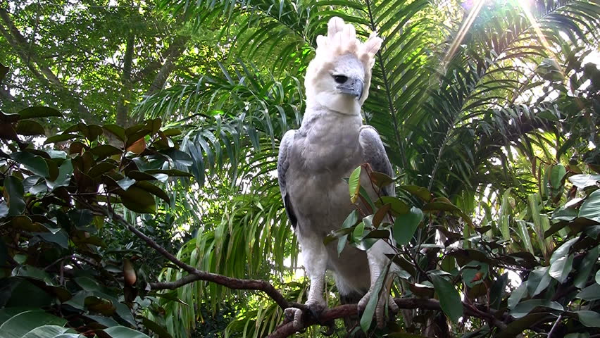 a bird ruling the trees and the air