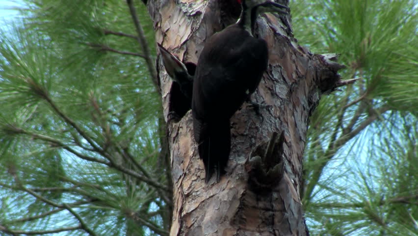 woodpeckers in a tree pecking it