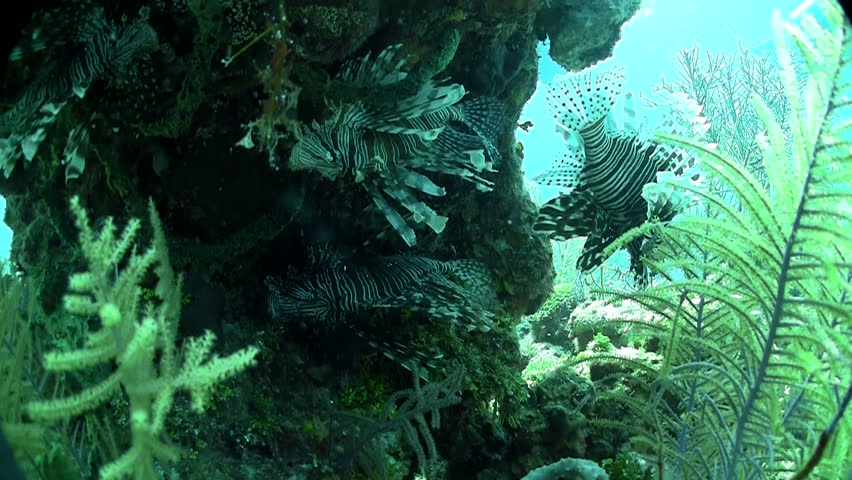 lion fish swimming in the sea